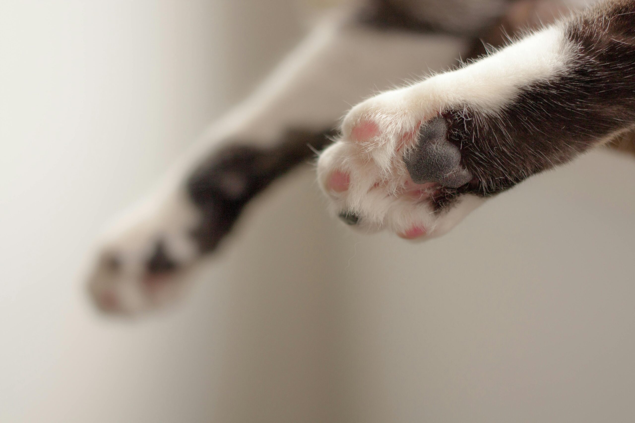 În teoria pawmistry, forma pernuței principale din mijlocul lăbuței (numită pernuța metacarpiană) ar indica personalitatea pisicii. foto: pexels.com