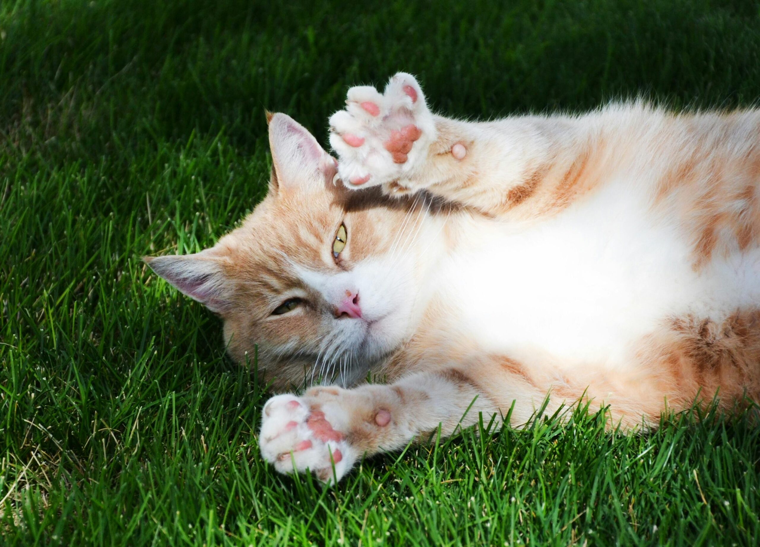 Poate forma pernuțelor să dezvăluie personalitatea felinei? foto: pexels.com