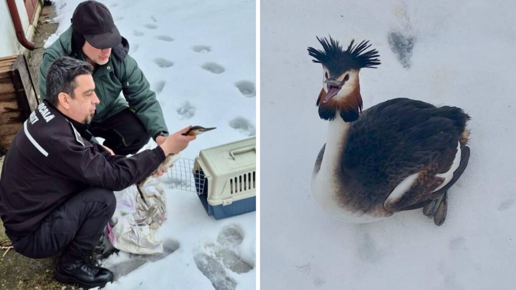 Corcodel mare, salvat din zăpada căzută în București. Intervenția rapidă a unui polițist local i-a dat o nouă șansă la viață