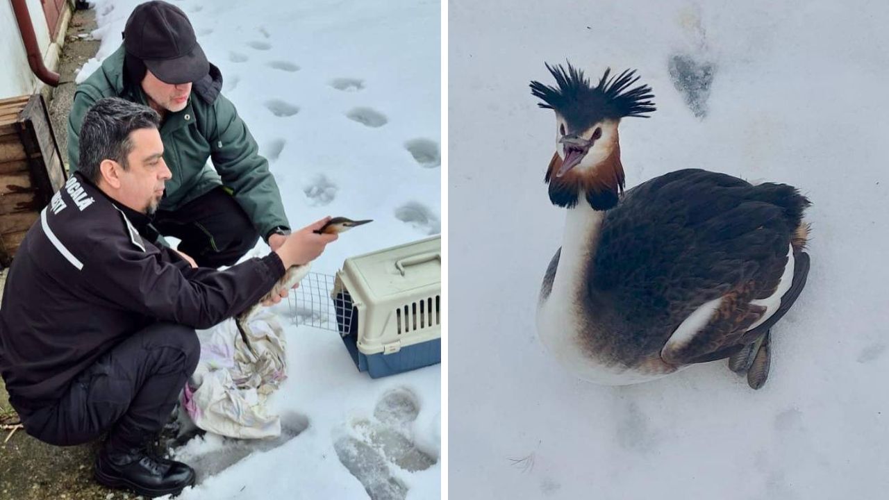 Corcodel mare, salvat din zăpada căzută în București. foto: Facebook