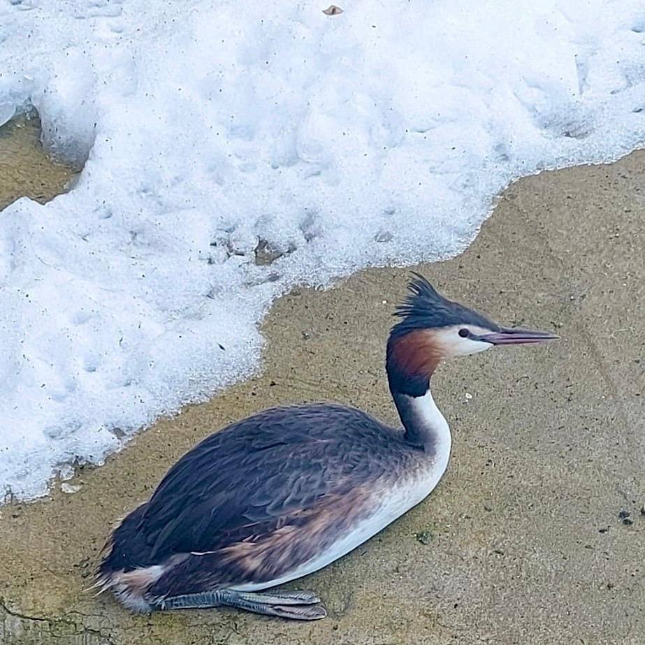 Pasărea, slăbită și incapabilă să mai zboare, a fost observată la timp, iar intervenția promptă a unui polițist local i-a salvat viața. foto: Facebook