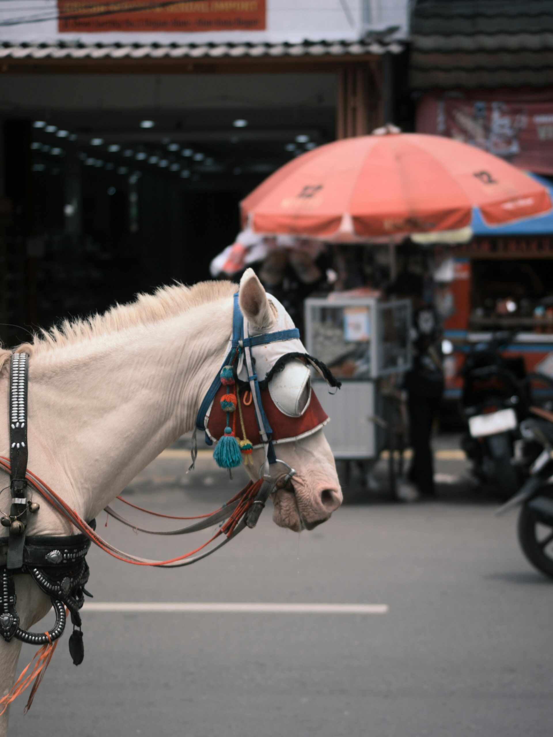 Este bine să reduci viteza când treci pe lângă un cal. foto: pexels.com
