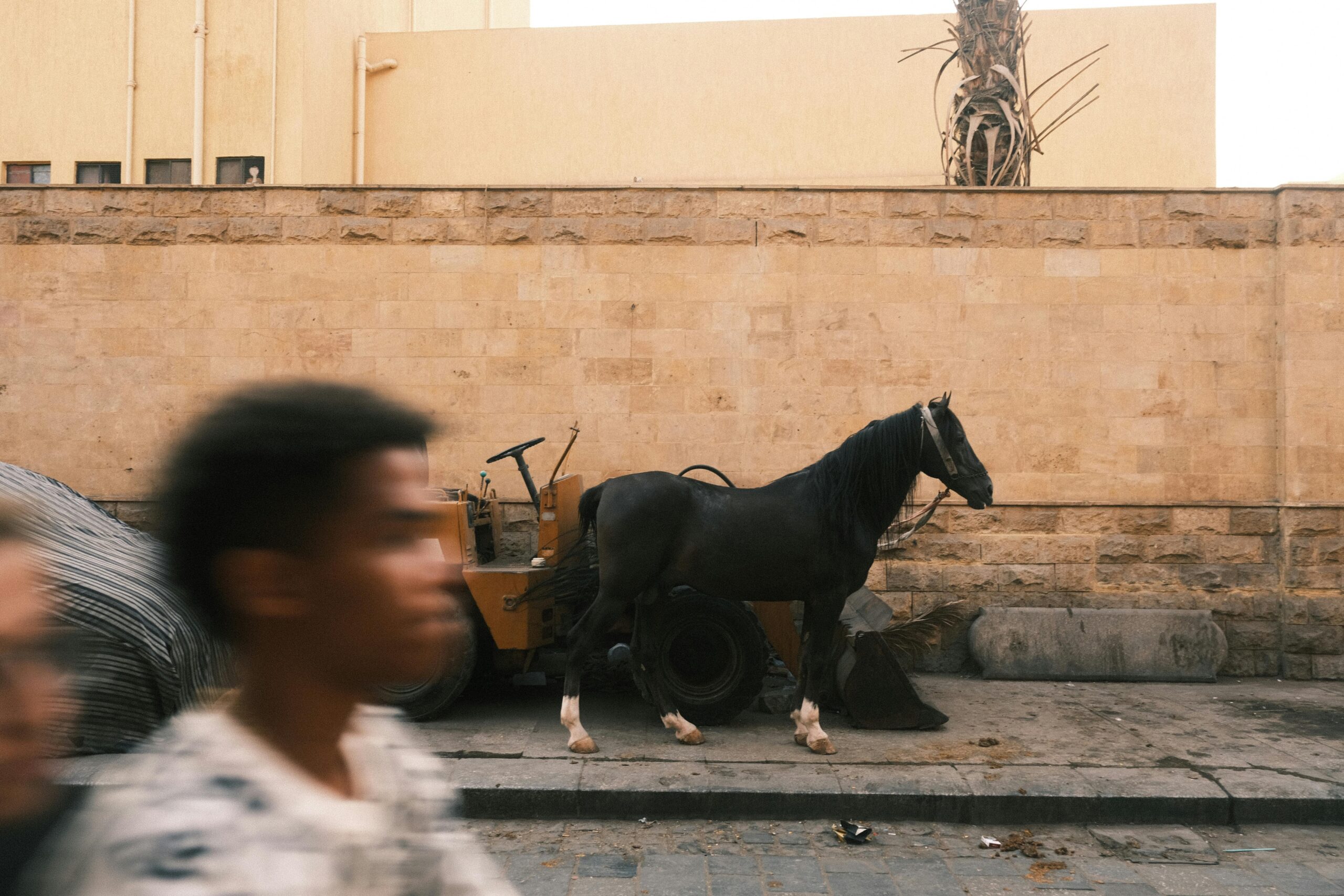 Caii sunt animale care se sperie ușor. foto: pexels.com
