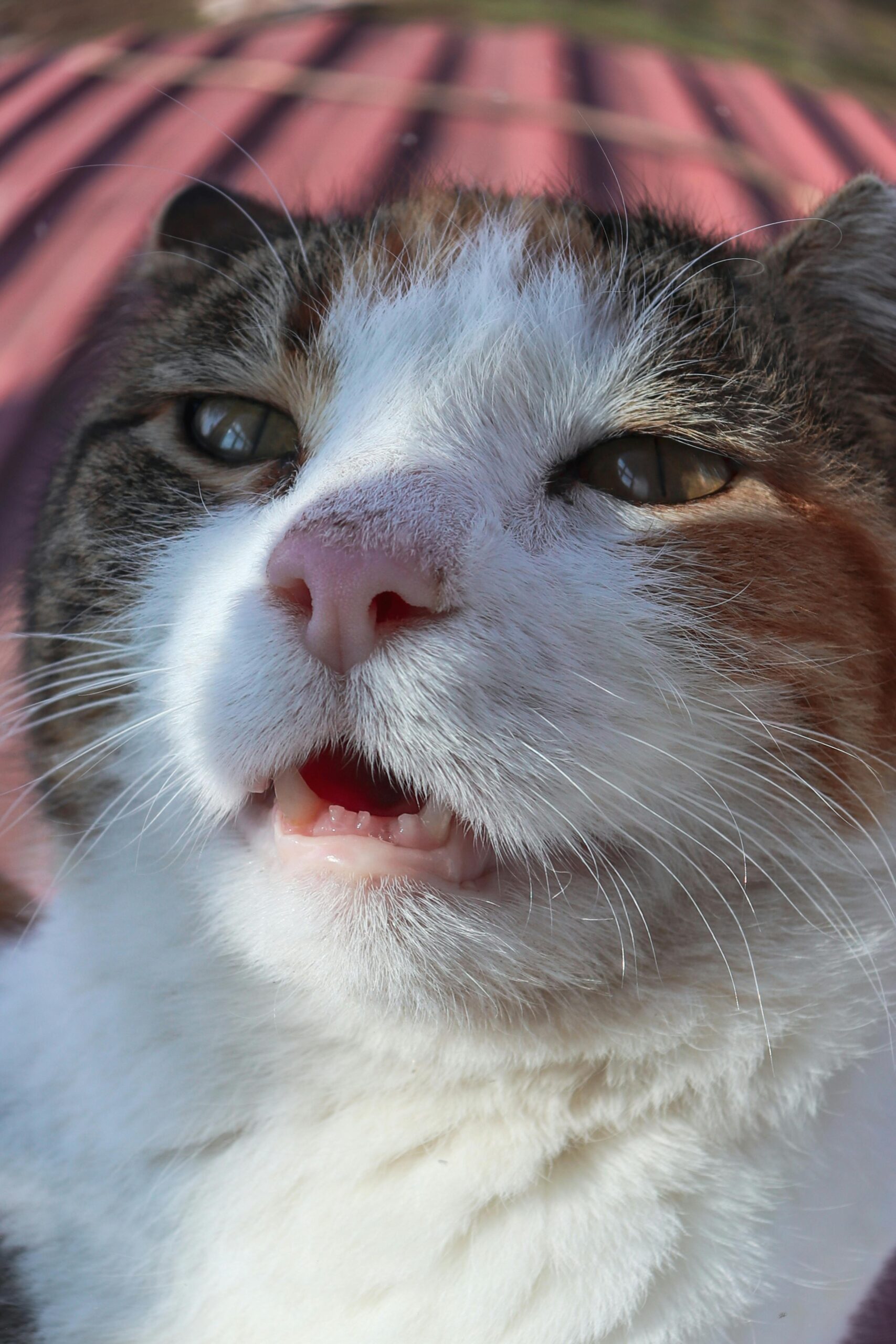 Acest sunet nu pare să fie un mod de comunicare cu oamenii sau cu alte animale. foto: pexels.com