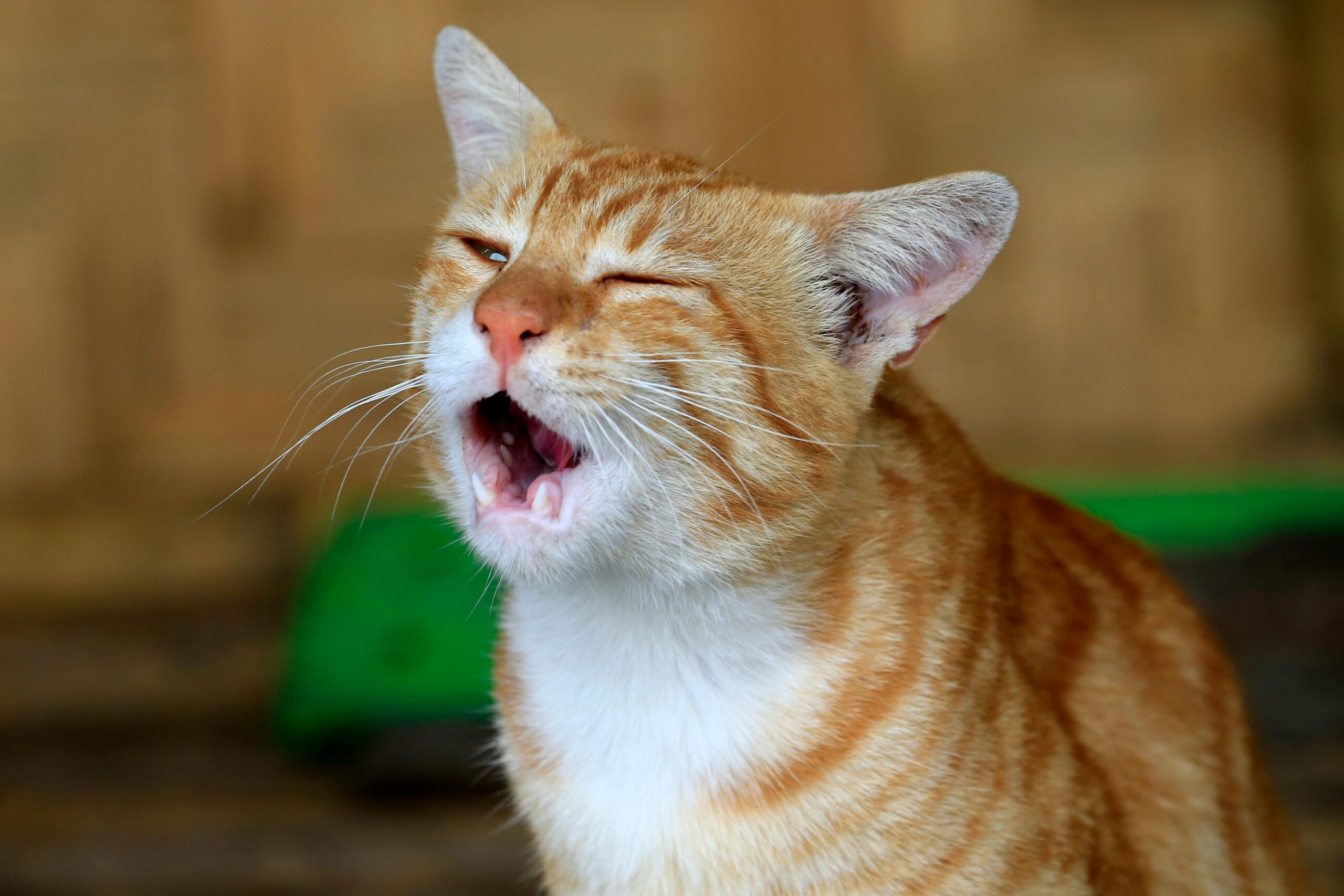 De ce „clănțăne” pisicile din dinți? foto: pexels.com