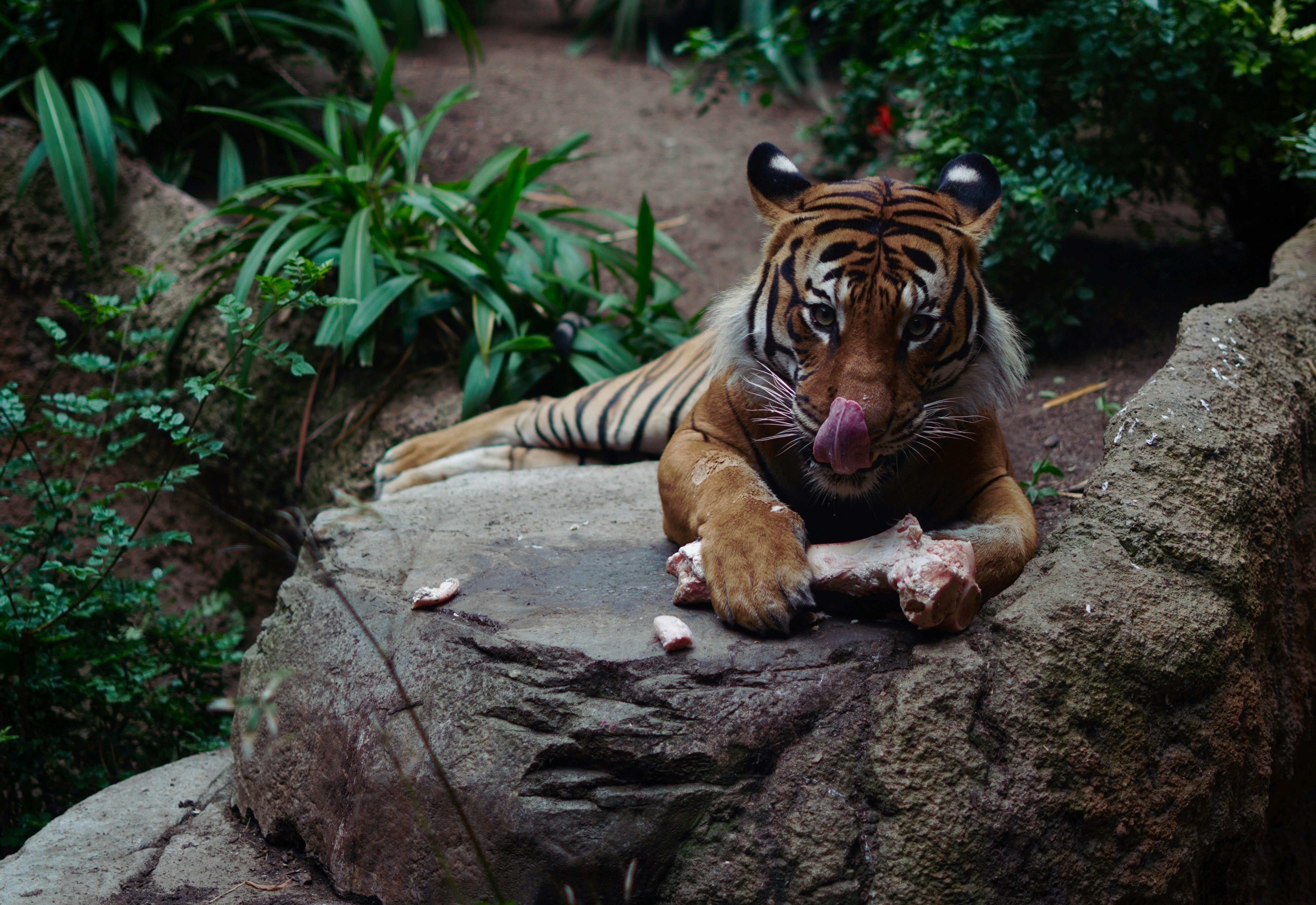 Aspectul și textura limbii sunt influențate direct de tipul de hrană consumat. foto: pexels.com