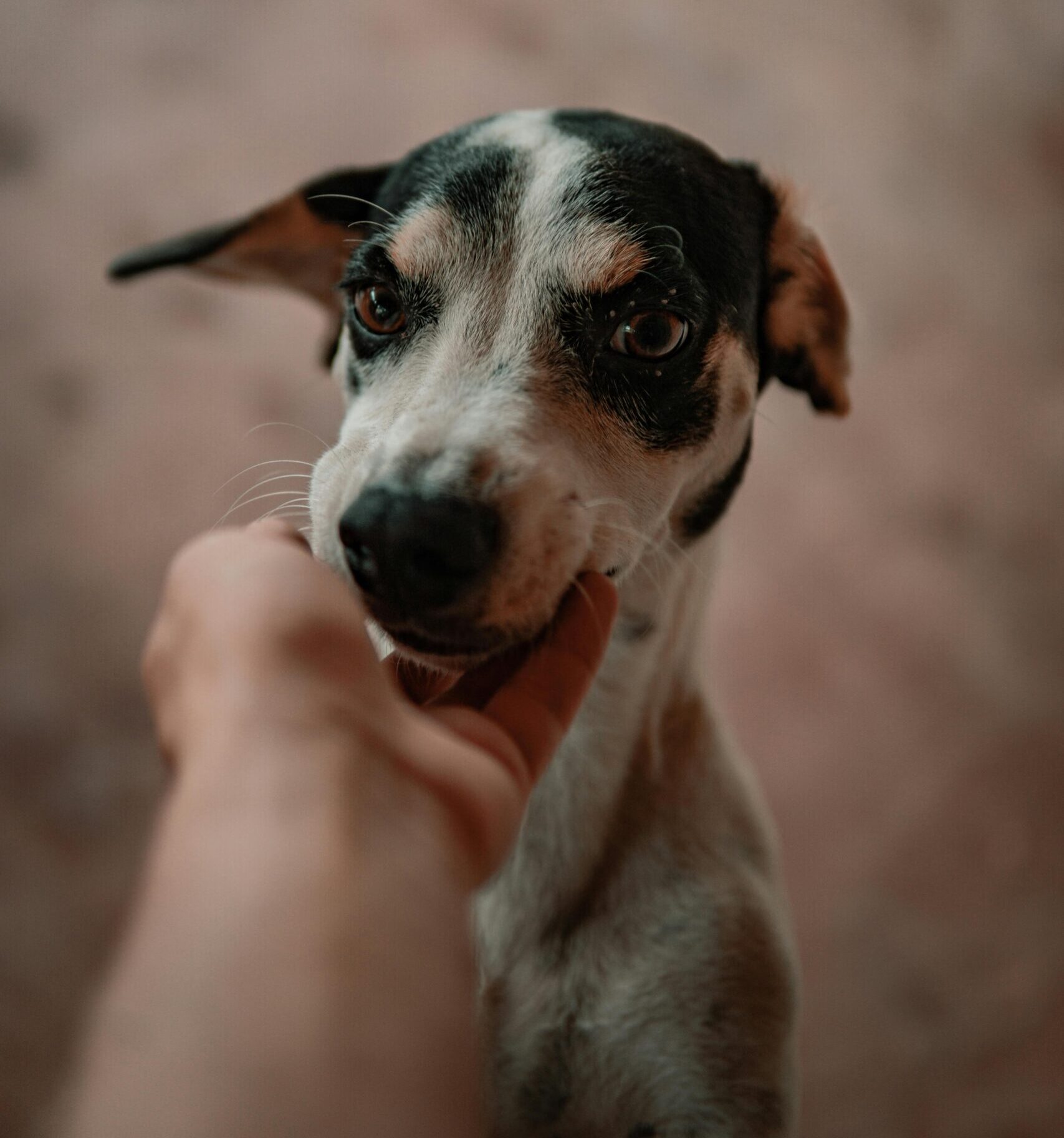 Linsul excesiv poate apărea atunci când câinele nu are suficientă mișcare sau stimulare mentală. foto: pexels.com