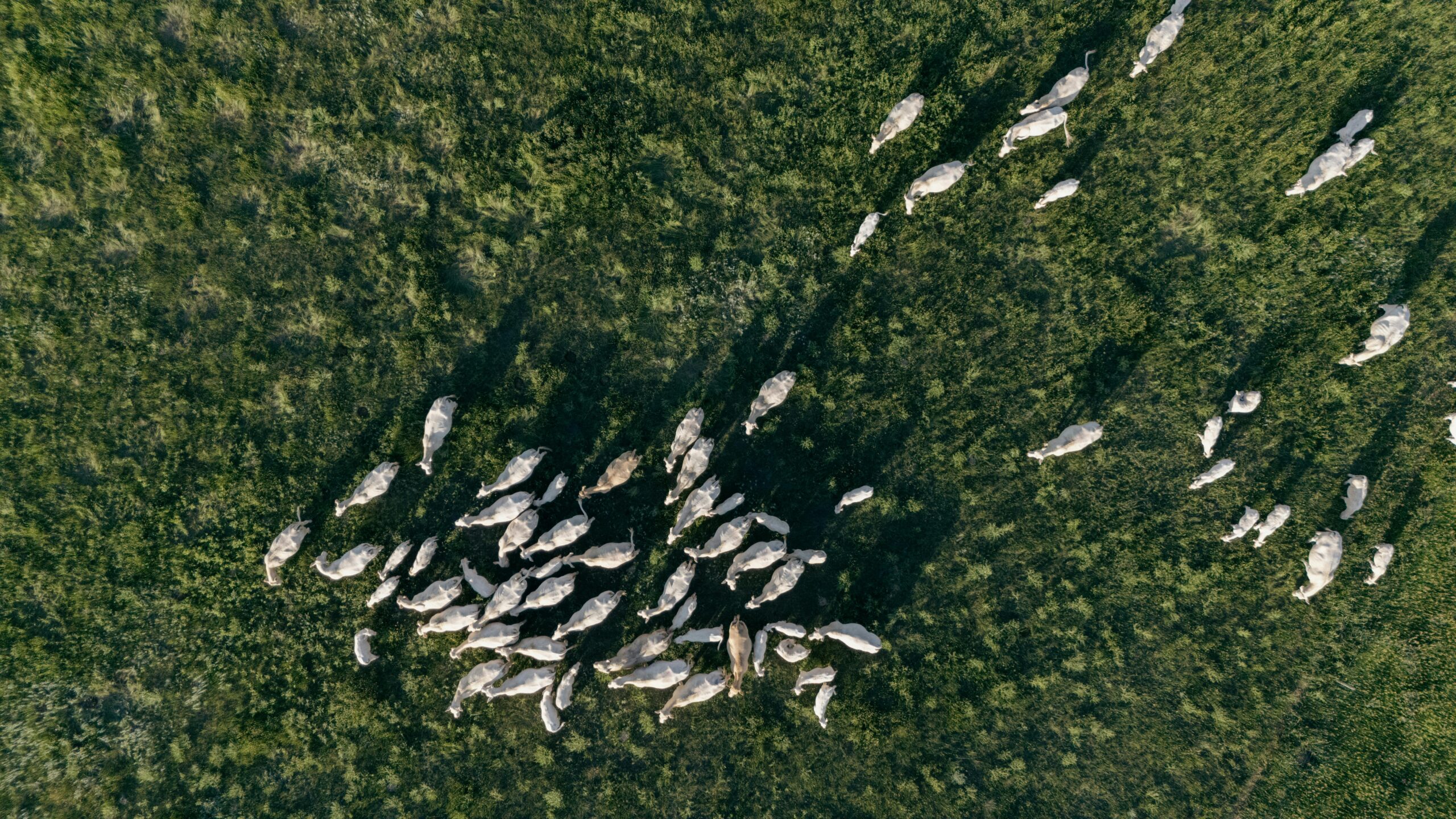 Unele animale sunt esențiale pentru echilibrul întregului sistem și sunt cunoscute drept specii-cheie. foto: pexels.com
