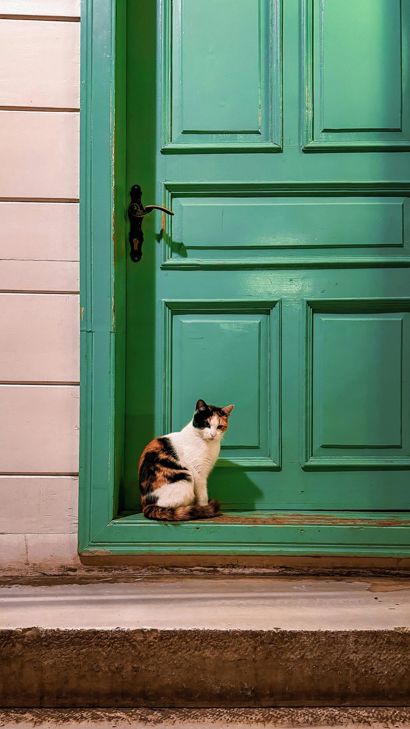 Pisicile sunt extrem de curioase din fire. foto: pexels.com