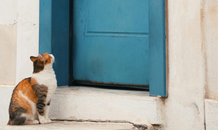 De ce urăsc pisicile ușile închise?