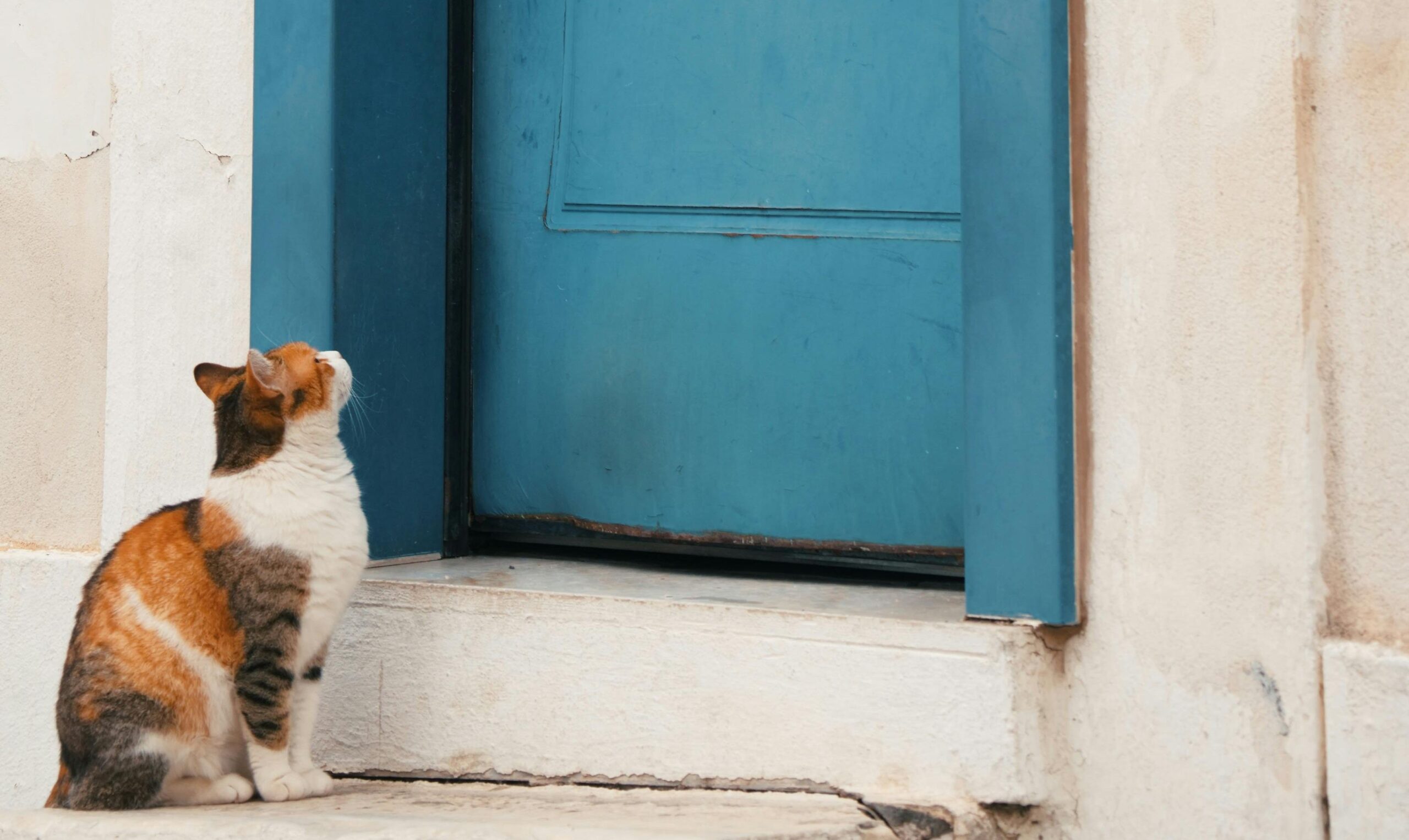 De ce urăsc pisicile ușile închise? foto: pexels.com