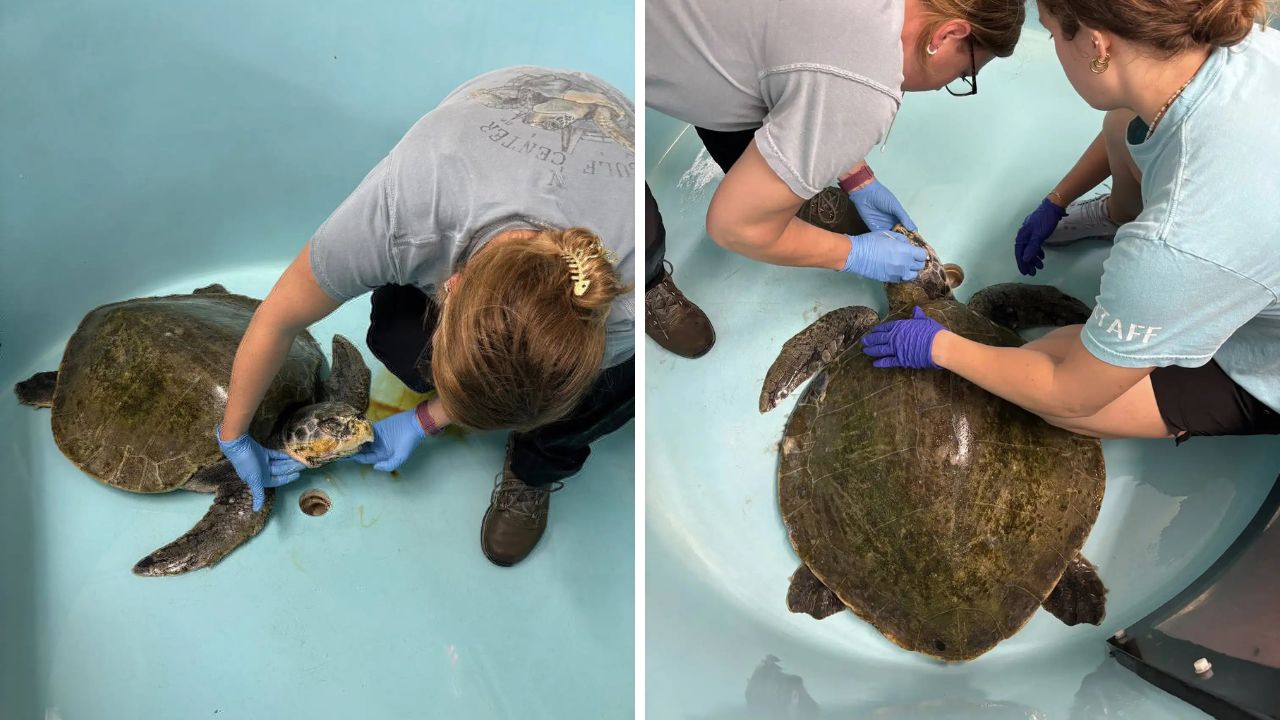 Una dintre cele mai rare țestoase din lume a ajuns pe o plajă din Texas. foto Gulf Center for Sea Turtle Research Facebook