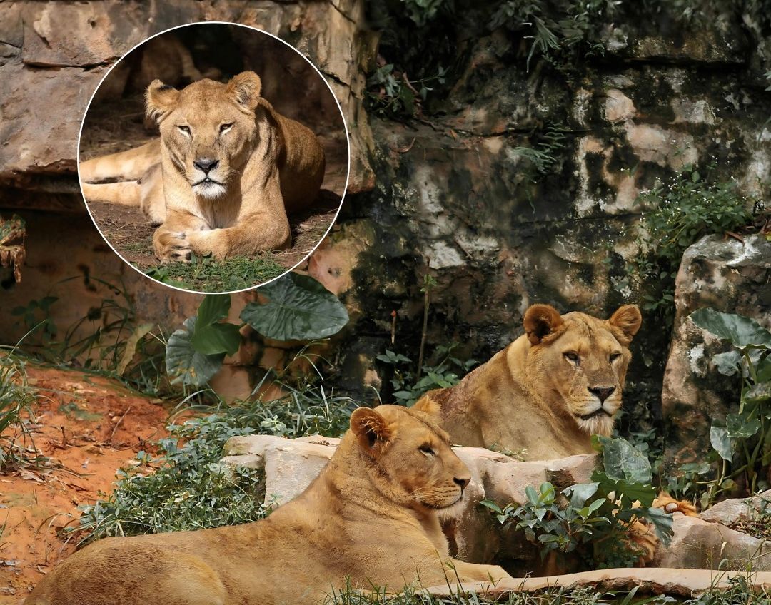 Animalele vor fi „amintite cu drag” de angajați și vizitatori. foto: Facebook