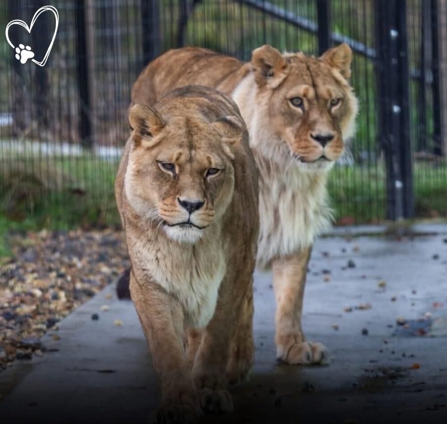 Moartea celor două leoaice marchează pierderea unor exemplare extrem de rare. foto: Facebook