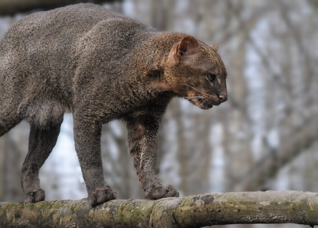 Jaguarundi – „pisica vidră” din Americi. Felina rară care i-a surprins pe cercetători