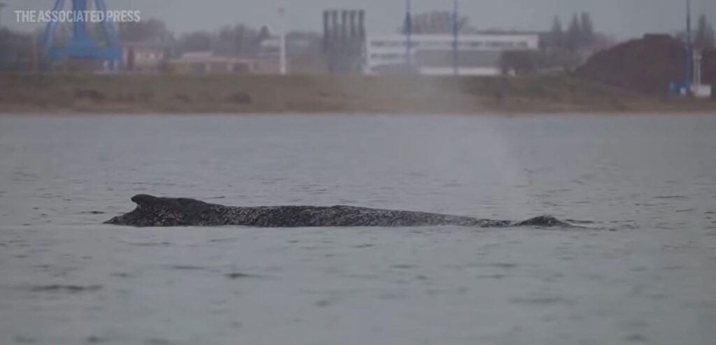 Luptă contra cronometru în Germania: o balenă cu cocoașă, blocată în Marea Baltică. foto: captură video Youtube AP