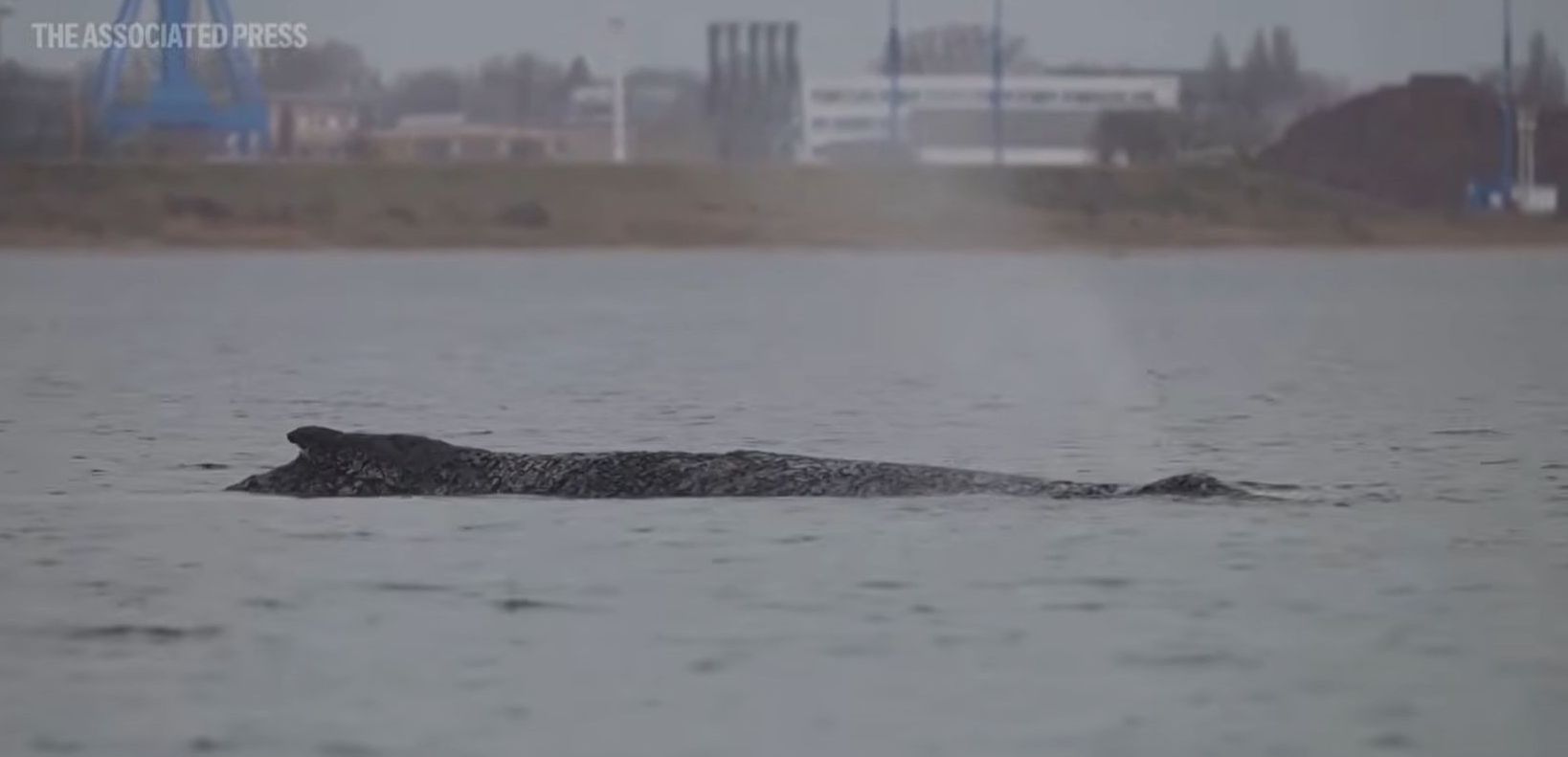 Luptă contra cronometru în Germania: o balenă cu cocoașă, blocată în Marea Baltică. foto: captură video Youtube AP