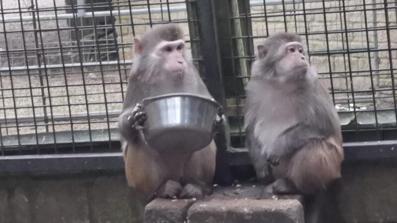 O grădină zoologică apărută în Harry Potter se închide definitiv după 38 de ani