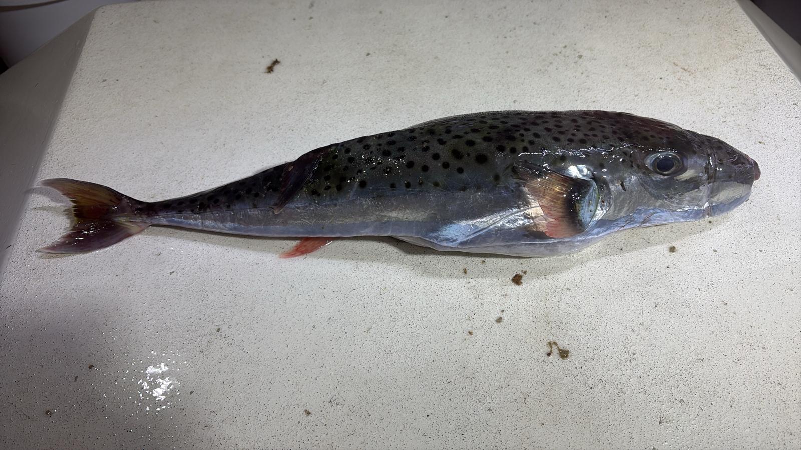 Otrava lui poate fi mortală. foto: Institut za oceanografiju i ribarstvo
