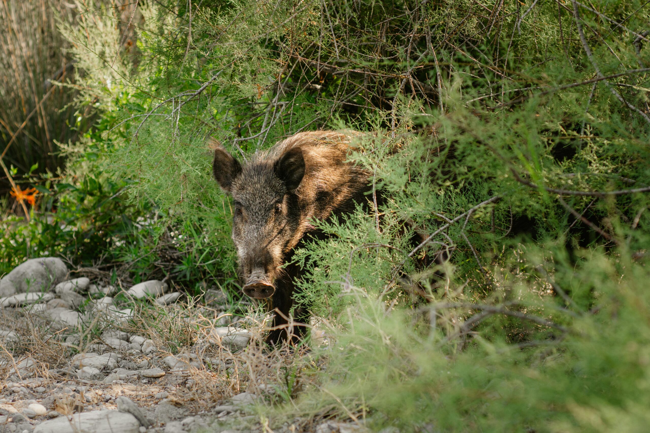 Porcii domestici au fost selecționați de oameni timp de mii de ani pentru fertilitate ridicată. foto: pexels.com
