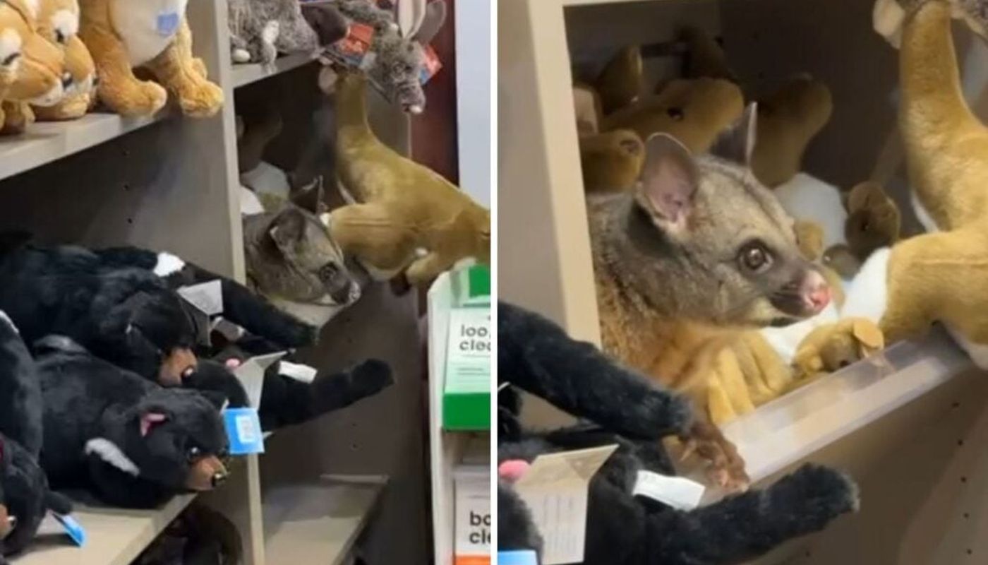 Un oposum a fost descoperit printre jucării de pluș. foto: captură video YouTube The Guardian