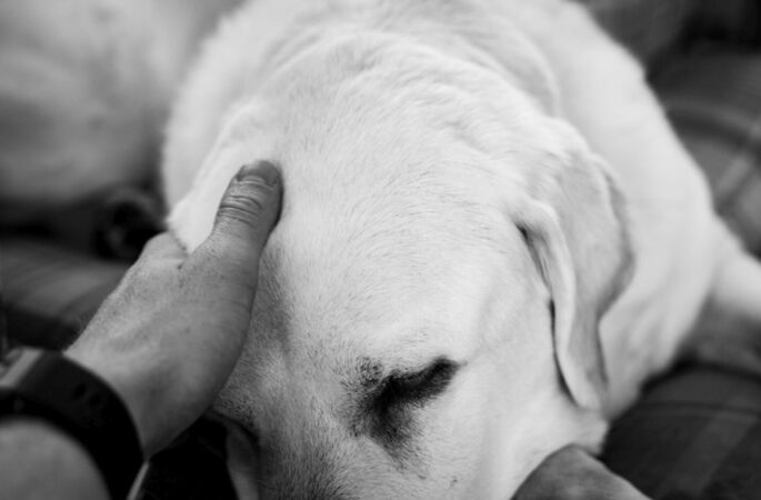 Un semn subtil care poate apărea la animalele de companie înainte de deces. Explicațiile unui medic veterinar