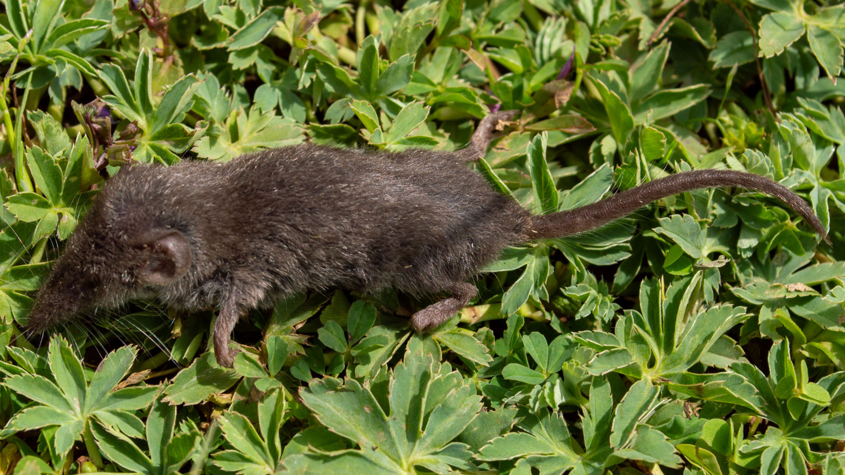 Descoperirea este descrisă într-un studiu realizat de o echipă internațională de cercetători. foto: Evan Craig