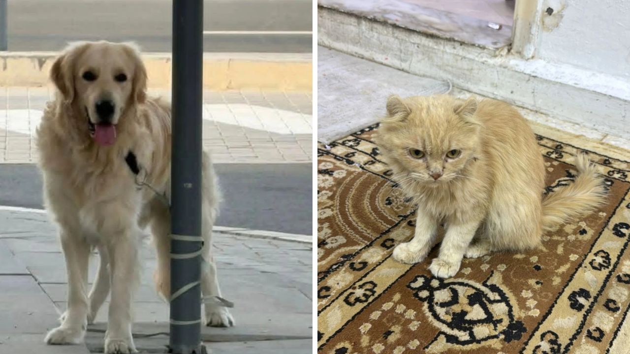 Val de animale abandonate în Dubai, pe fondul panicii provocate de conflictul din Orientul Mijlociu: „Sunt legate de garduri”