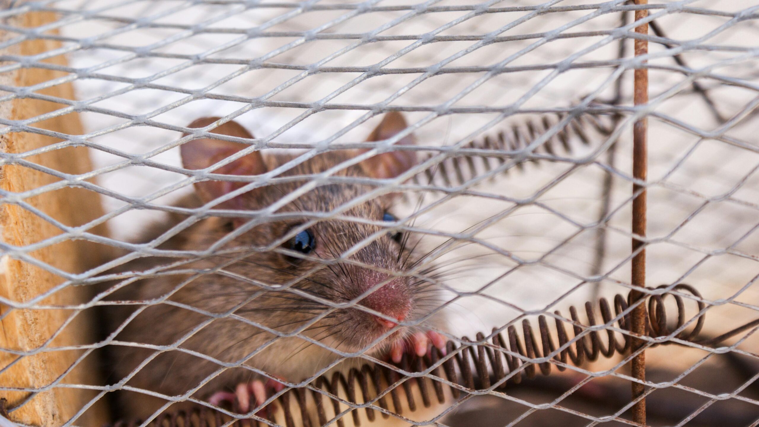 Activiștii atrag atenția asupra impactului negativ al rodenticidelor asupra faunei sălbatice. foto: pexels.com