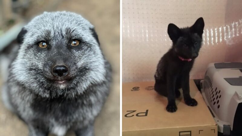 Vulpea roșie melanistică: cum arată, unde trăiește și de ce este atât de rară