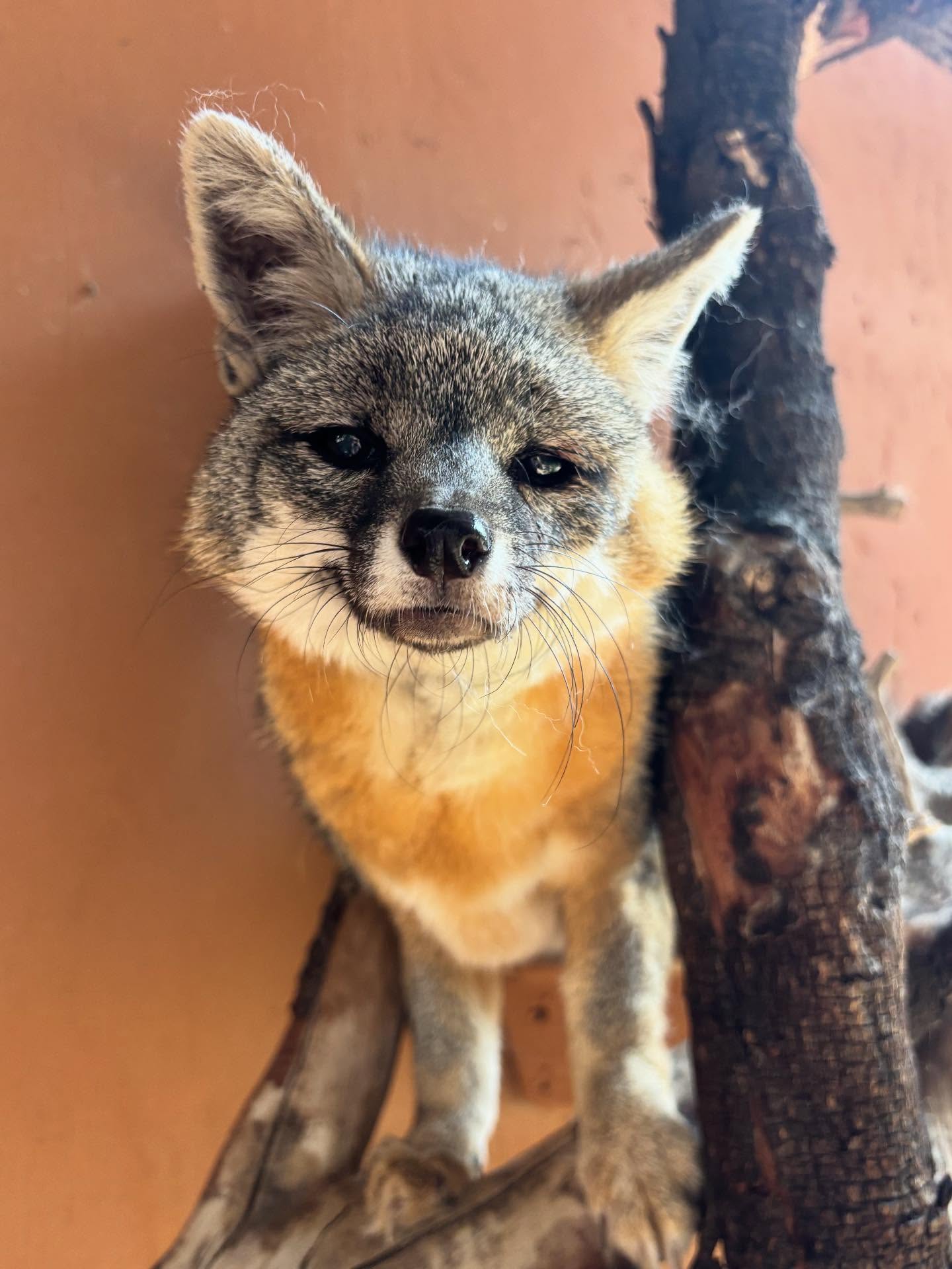 Vulpea roșie cu blană neagră este un speciment foarte rar în natură. foto Facebook @Wildlife Learning Center 
