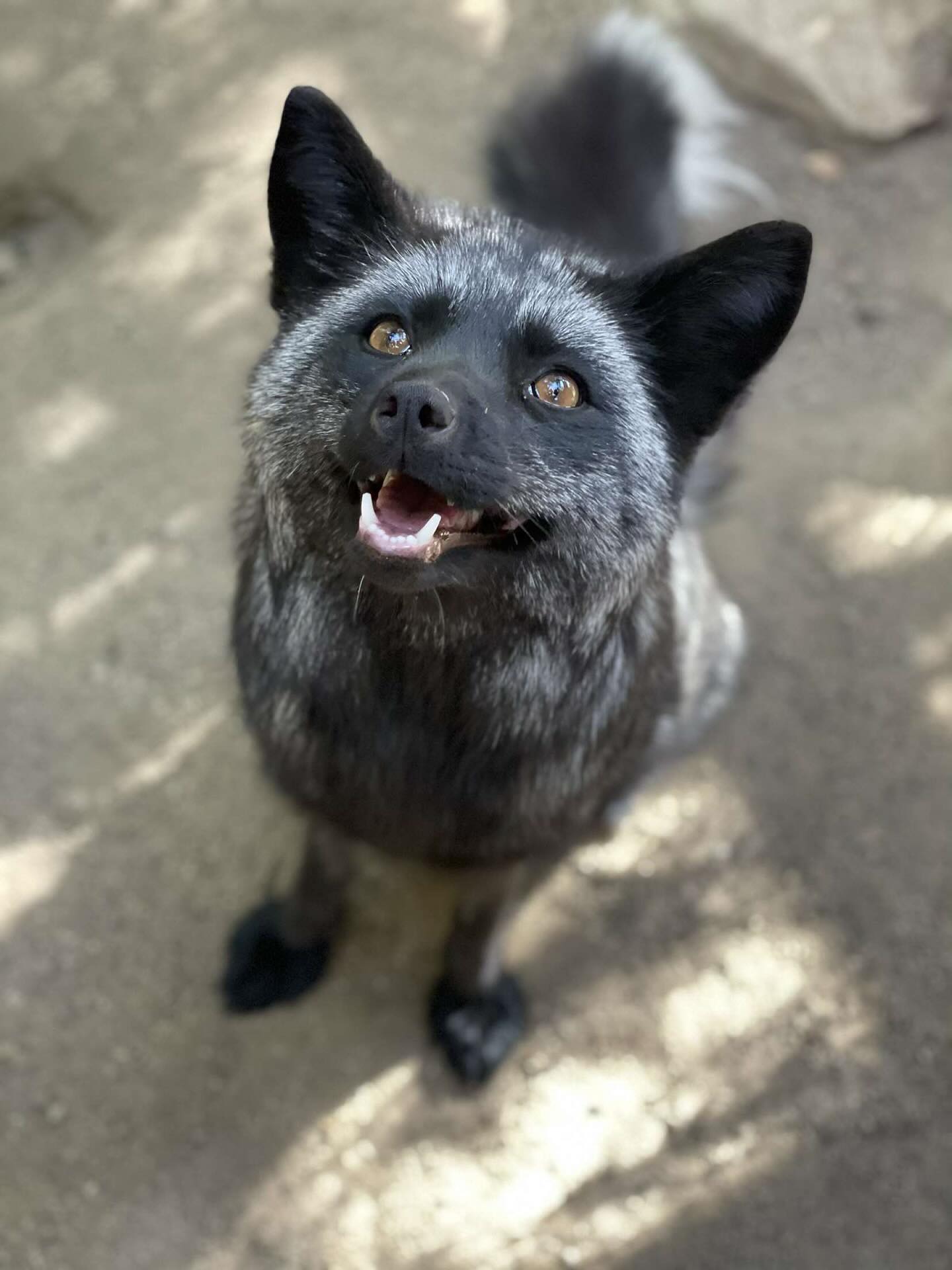 Melanismul este prezent în mare parte în captivitate. foto Facebook @Wildlife Learning Center