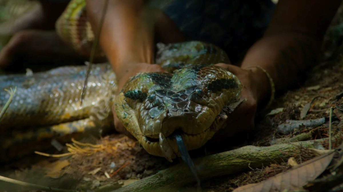 Descoperire spectaculoasă în Amazon! Oamenii de știință au găsit o nouă specie de anaconda gigant