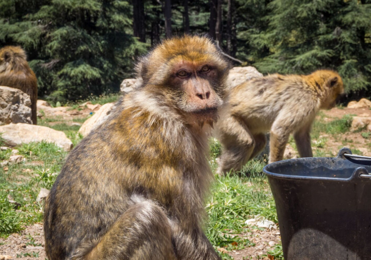 Inițiativă inovatoare în Spania! Program special dedicat animalelor vârstnice din grădinile zoologice