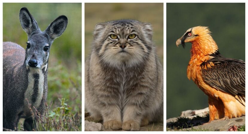 Cele mai ciudate specii de animale din lume: un cerb ”vampir” sau un vultur bărbos! Imagini fascinante