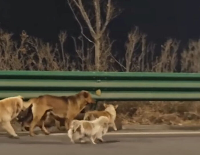 7 câini dispăruți în China au devenit virali pe internet, după ce au mers pe jos aproape 20 de km până acasă