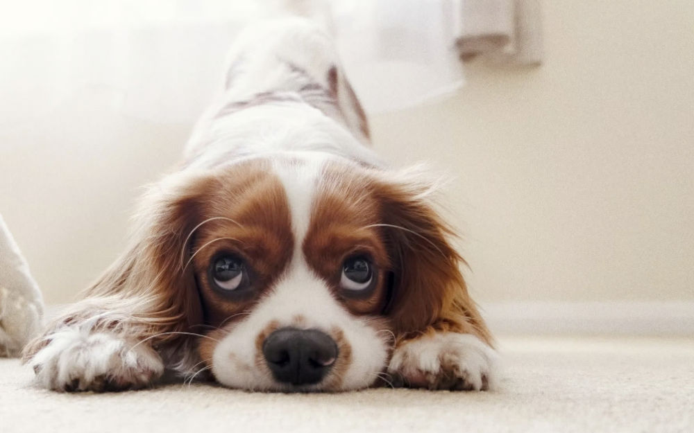 Ce trăiește, de fapt, câinele tău în momentele în care pleci de acasă?