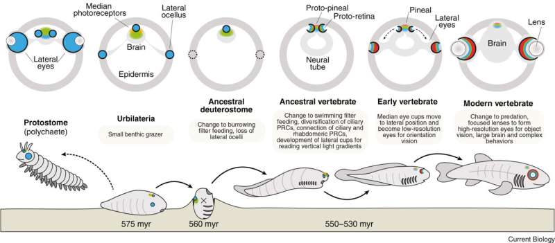 Cercetătorii au descoperit că toate vertebratele au evoluat dintr-un strămoș îndepărtat care avea un singur ochi poziționat în vârful capului. foto: Current Biology