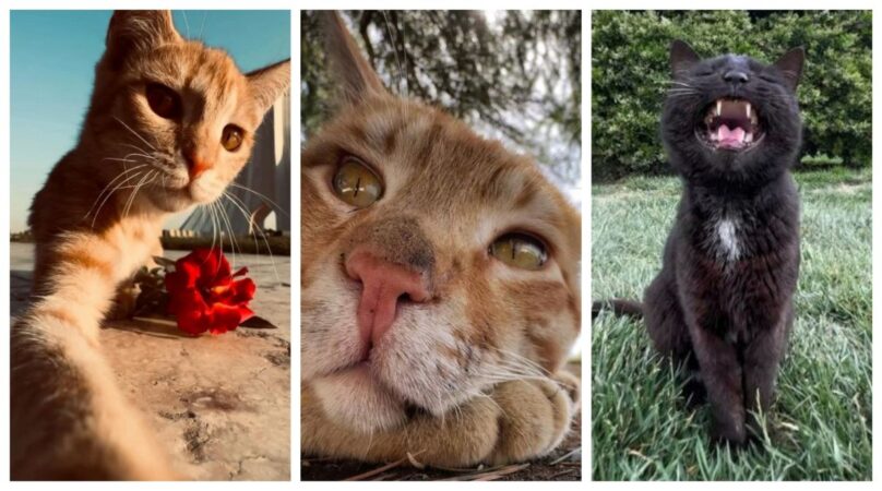 Pisicile fără stăpân din Teheran, surprinse cu telefonul mobil de un fotograf profesionist! Imaginile au devenit virale