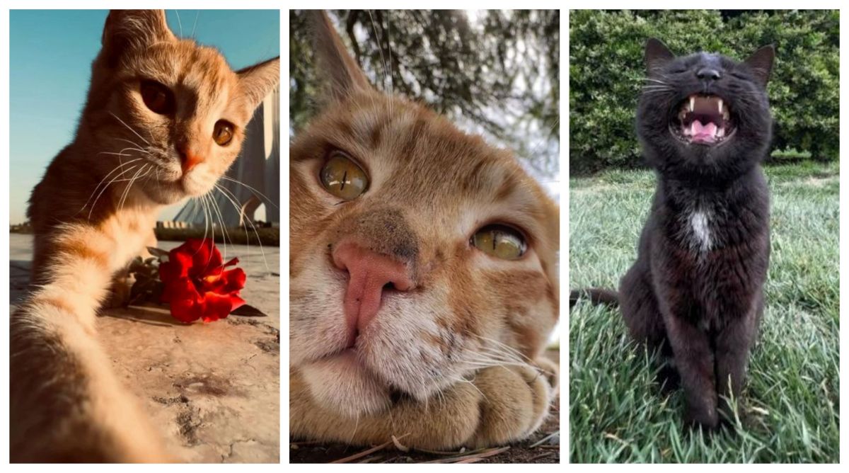 Pisicile fără stăpân din Teheran, surprinse cu telefonul mobil de un fotograf profesionist! Imaginile au devenit virale