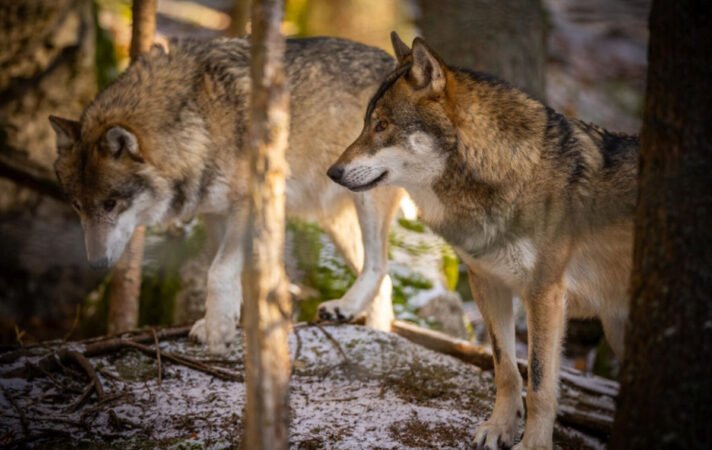Lupii dau din coadă? Explicația specialiștilor despre acest gest în rândul animalelor sălbatice