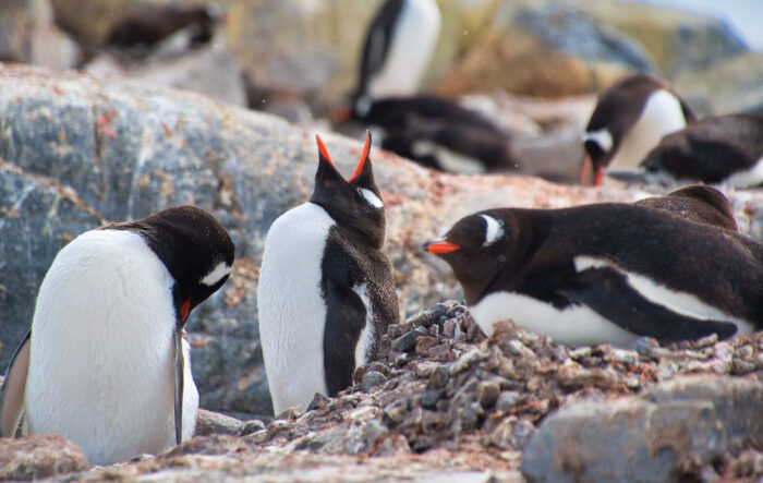 Știați că pinguinii înghit cantități imense de plastic alb?