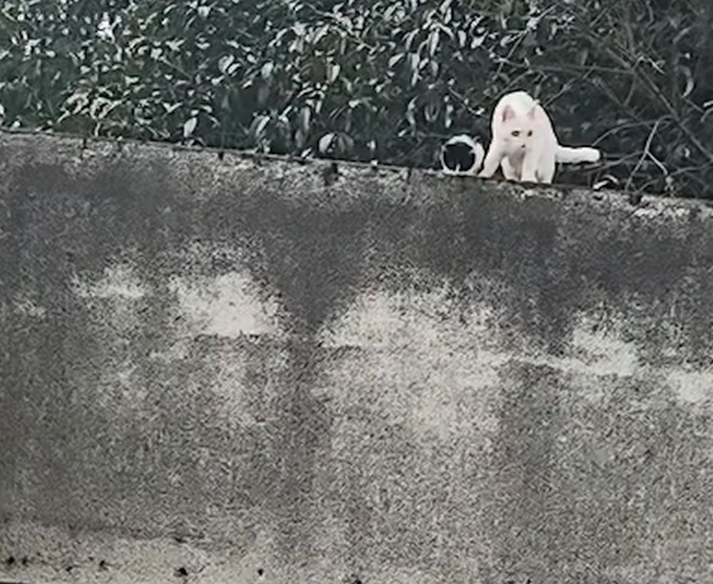 Doi pui de pisică se ajută reciproc pentru a se cățăra pe un zid / VIDEO