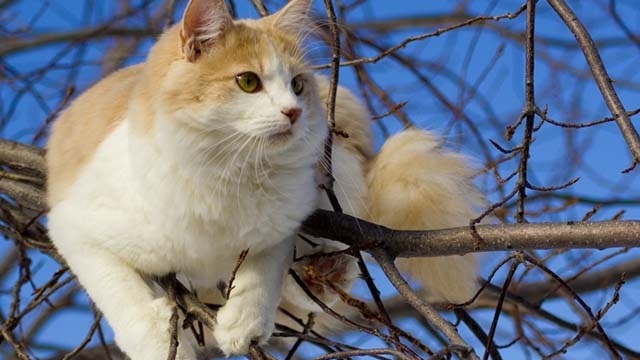 Știai care este cea mai agresivă rasă de pisică?