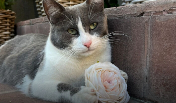 Pisica care a fost „angajată” la un restaurant din Pitești! Felina i-a cucerit pe toți cei care trec pragul localului