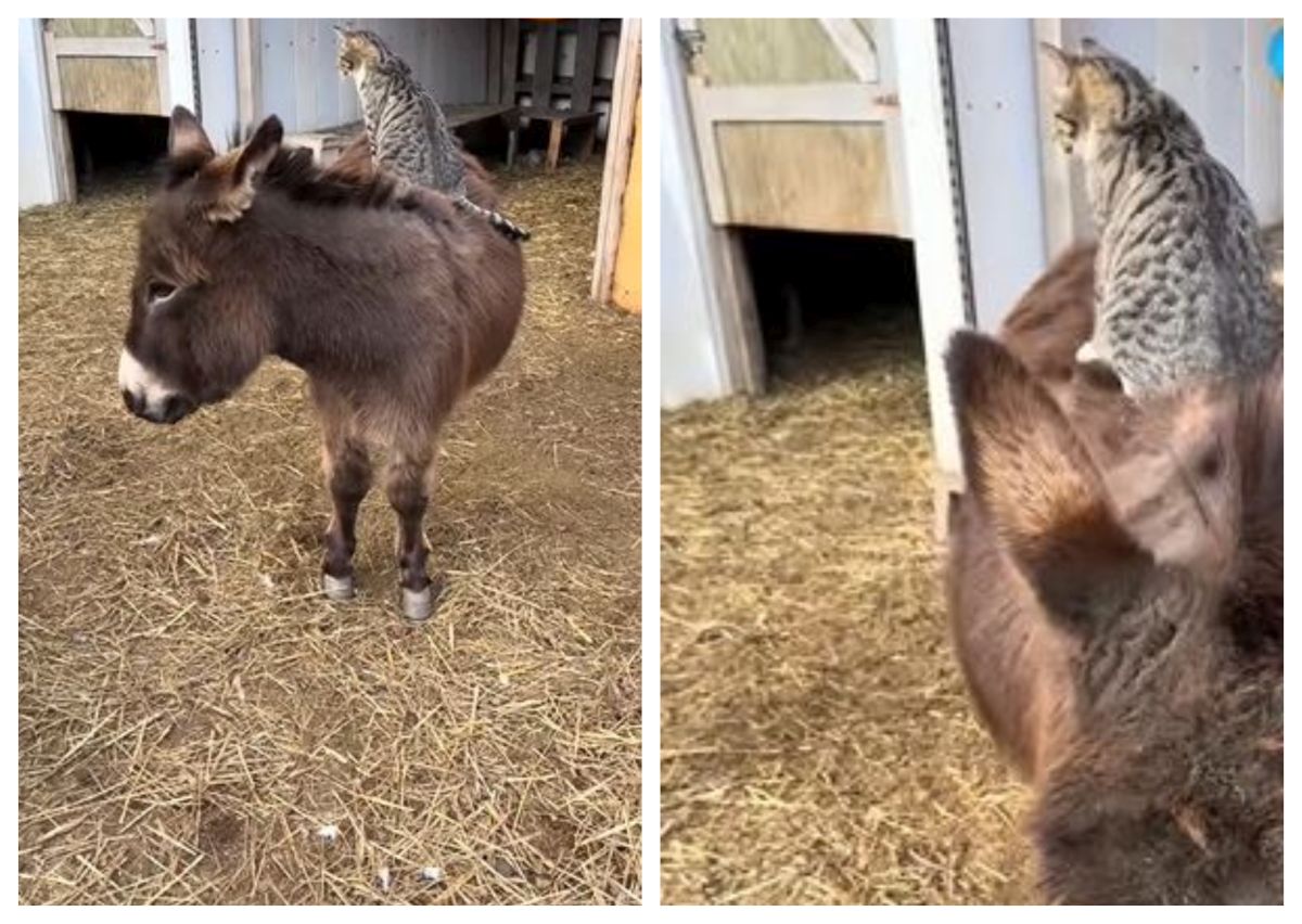 O divă nu merge niciodată pe jos: pisica tigrată care și-a transformat măgarul în taxi personal (VIDEO)