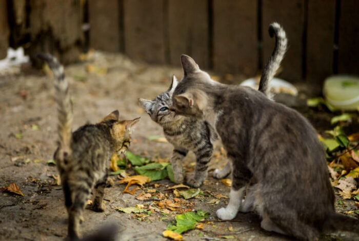 Coreea de Sud impune reguli stricte pentru hrănirea pisicilor fără stăpân: acordul vecinilor devine condiție obligatorie