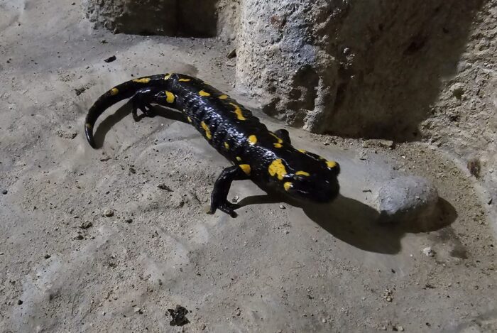 O salamandră de foc, zărită în galeriile barajului Râușor! A ieșit din hibernare