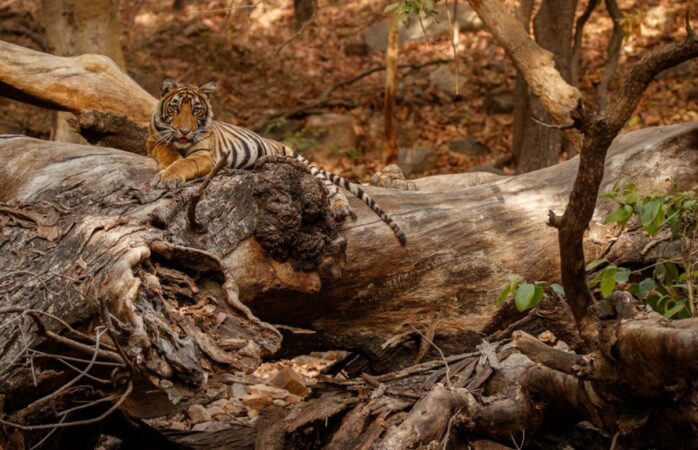 Vor reuși aceste specii sălbatice vulnerabile să supraviețuiască pe viitor?