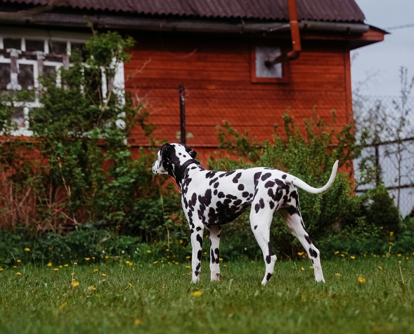 Regulile privind îngrijirea câinilor au fost incluse inițial în Legea bunăstării animalelor din Suedia, în anul 2008. foto: pexels.com